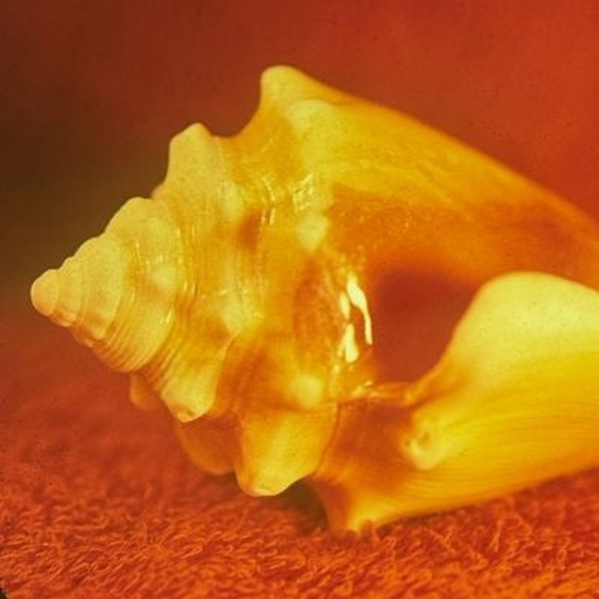 Allah-Las - Sirenas - Import CD