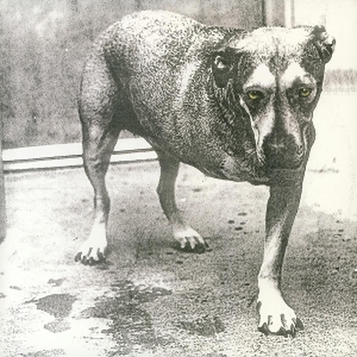 ALICE IN CHAINS - ALICE IN CHAINS - 30TH ANNIVERSARY (2LP YELLOW VINYL)